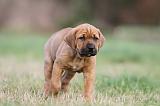 TOSA INU 164